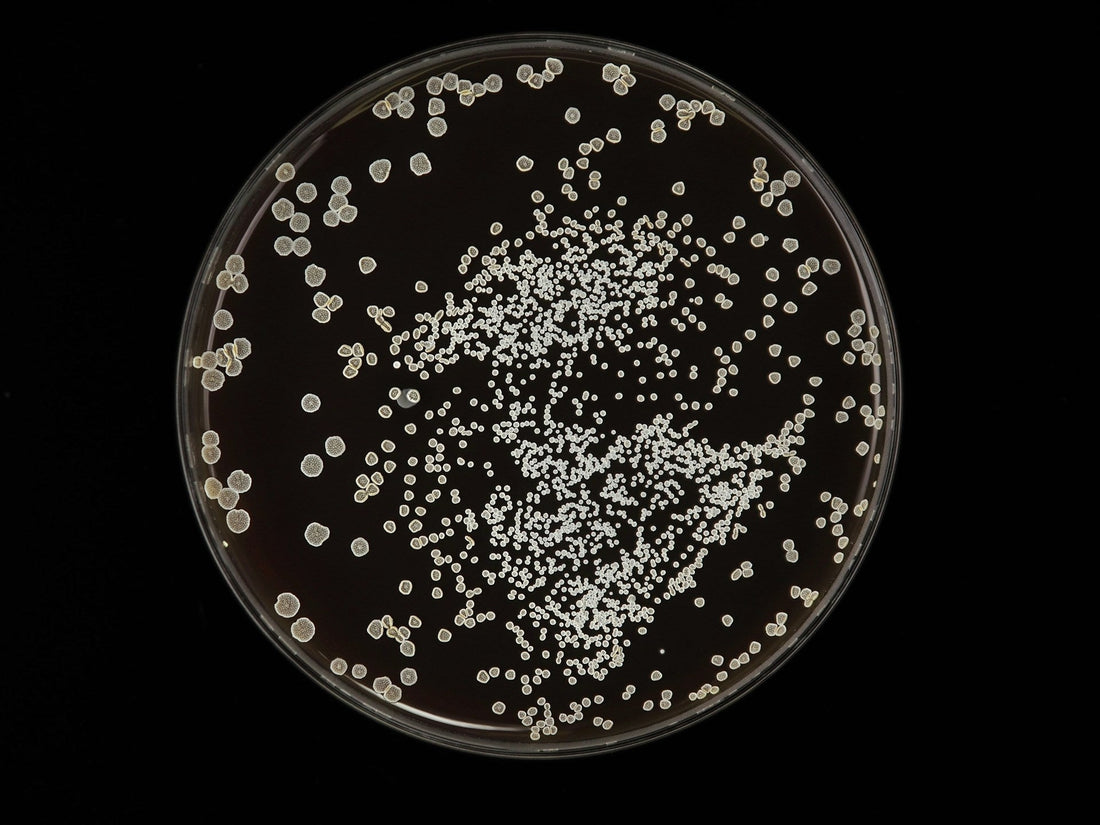 What Is the Gut Microbiome? Why Travellers Should Care