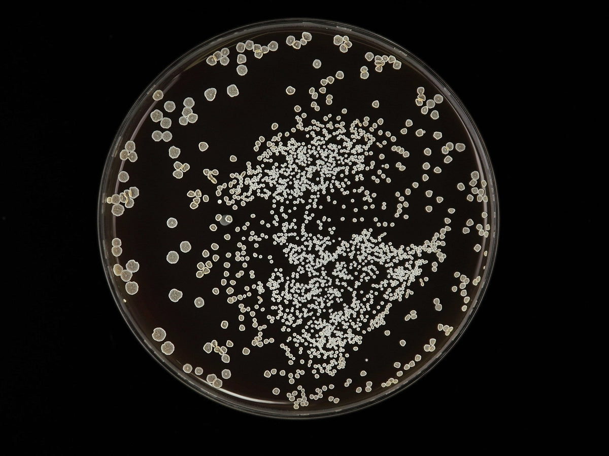 What Is the Gut Microbiome? Why Travellers Should Care